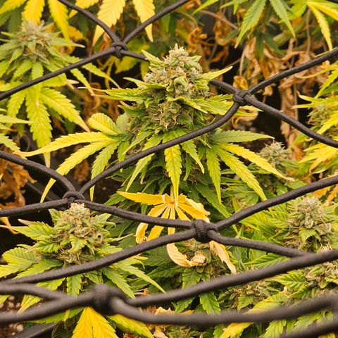 Easy Bud auto TSW2000 growlog timeline photo