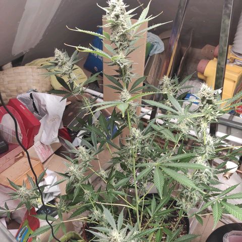 Blueberry Cheese  growlog timeline photo