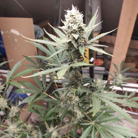 Blueberry Cheese  growlog timeline photo