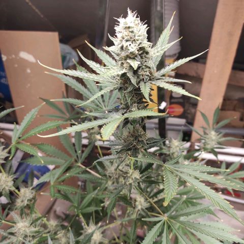 Blueberry Cheese  growlog timeline photo