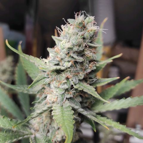 Blueberry Cheese  growlog photo: Toutes les branches plient sous le poids des têtes ultra denses et lourdes