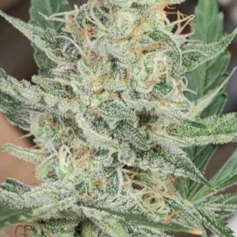 Blueberry Cheese  growlog timeline photo