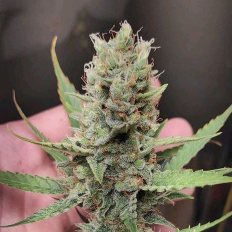 Blueberry Cheese  growlog timeline photo