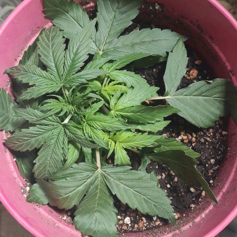 Big Bud  growlog timeline photo
