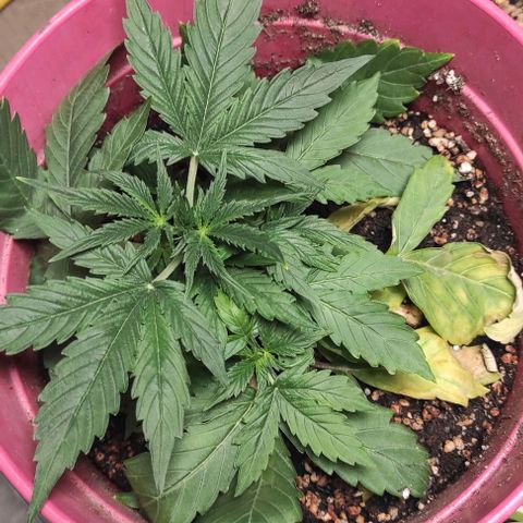 Big Bud  growlog photo: La plante semble avoir survécu. Je ne fais plus aucune tentative d'entraînement à part couper les feuilles mortes 
