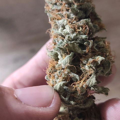 Blueberry Cheese  growlog photo: 31g sec manucure faite