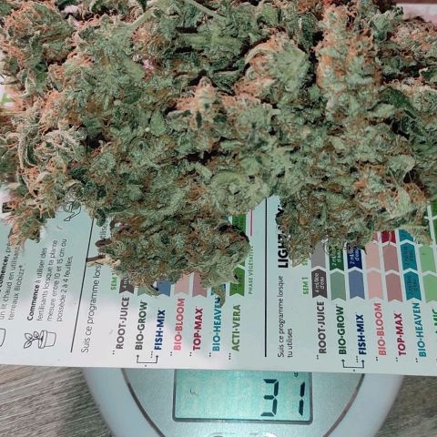 Blueberry Cheese  growlog photo: 31g sec manucure faite
