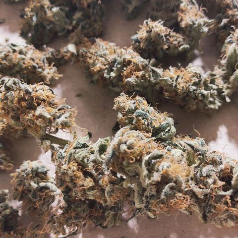 Blueberry Cheese  growlog photo: 31g sec manucure faite