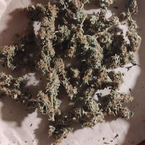 Blueberry Cheese  growlog photo: 31g sec manucure faite