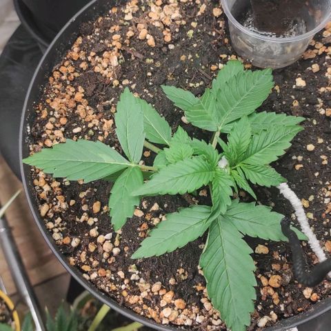 WSS Diesel Haze  growlog photo: LST