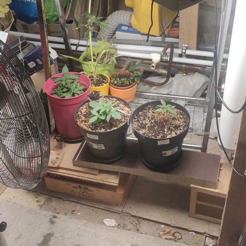 Big Bud  growlog photo: Réorganisation de l'espace 
