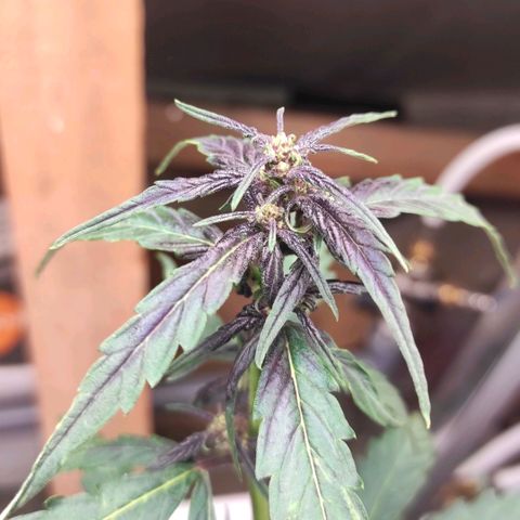 Blackberry  growlog timeline photo