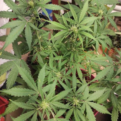 Big Bud  growlog timeline photo