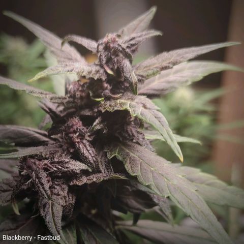Blackberry  growlog timeline photo
