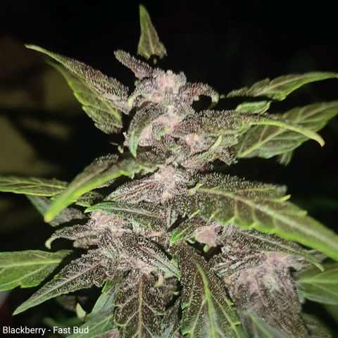 Blackberry  growlog timeline photo