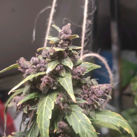 Blackberry  growlog timeline photo