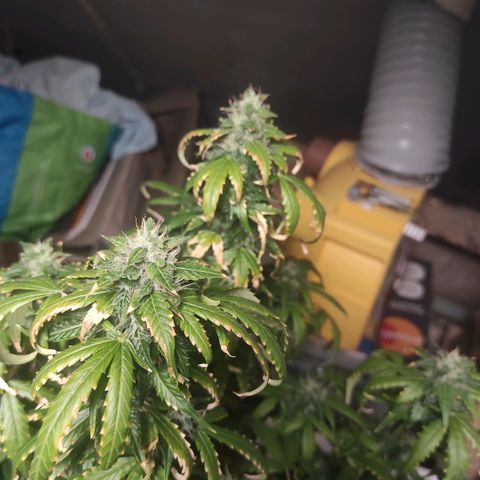 WSS Diesel Haze  growlog timeline photo