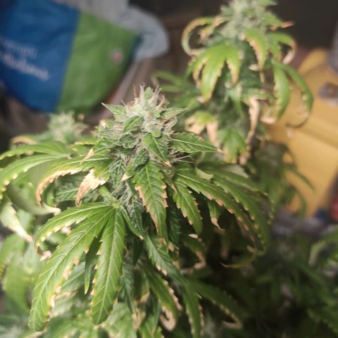 WSS Diesel Haze  growlog timeline photo