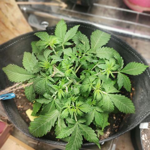 Sherbet Queen  textile 1 growlog timeline photo