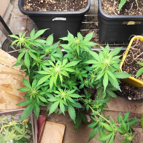 Sherbet Queen  textile 1 growlog timeline photo