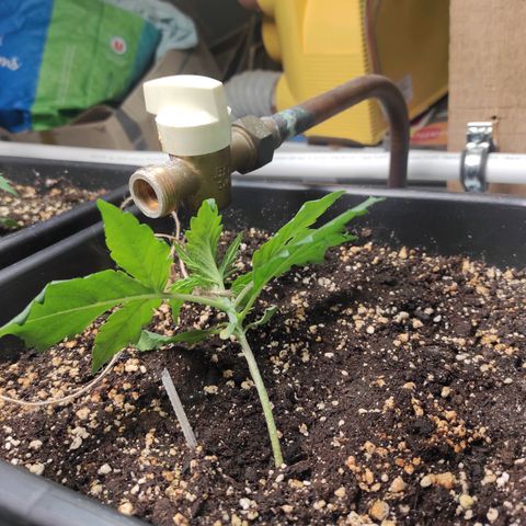 Mimosa x Orange Punch Auto growlog timeline photo