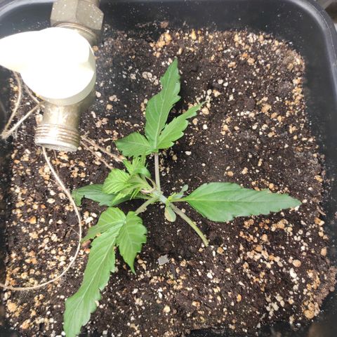 Mimosa x Orange Punch Auto growlog timeline photo