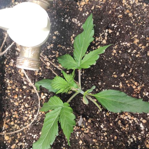 Mimosa x Orange Punch Auto growlog timeline photo