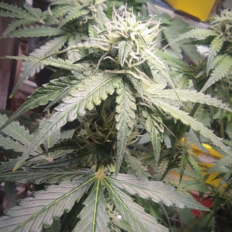 Sherbet Queen  textile 1 growlog timeline photo