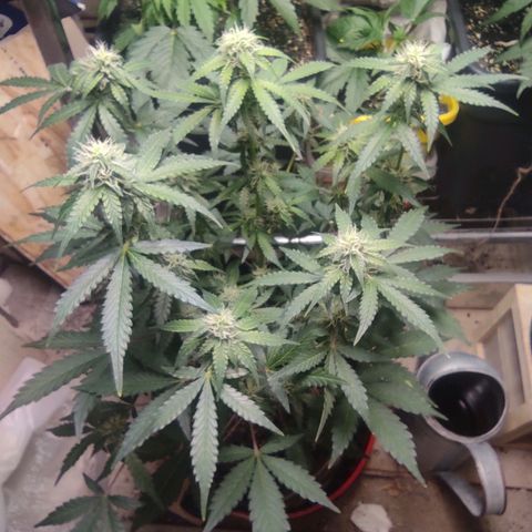 Sherbet Queen  textile 1 growlog timeline photo
