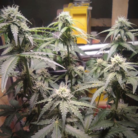 Sherbet Queen  textile 1 growlog timeline photo