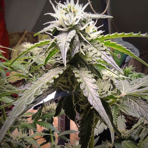 Sherbet Queen  textile 1 growlog timeline photo
