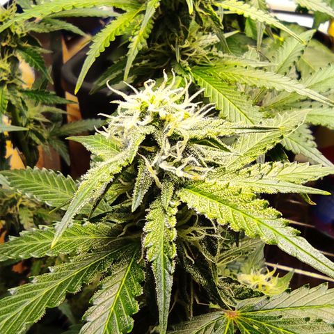 Sherbet Queen  textile 1 growlog timeline photo