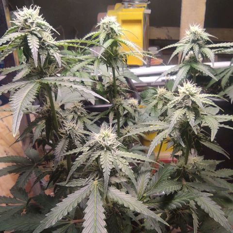 Sherbet Queen  textile 1 growlog timeline photo