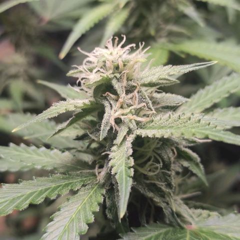 Sherbet Queen  textile 1 growlog timeline photo