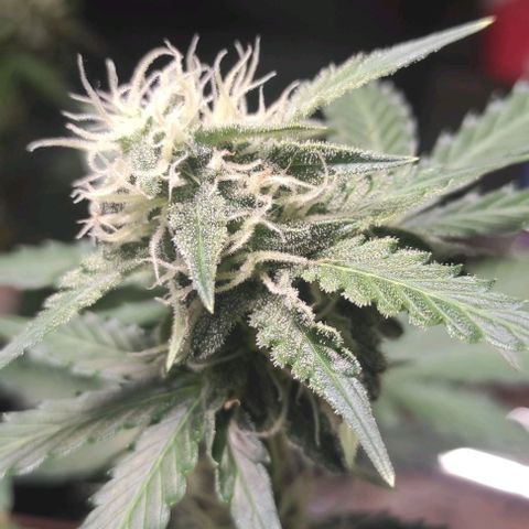 Sherbet Queen  textile 1 growlog timeline photo