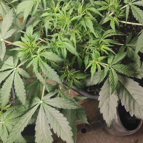 Mimosa x Orange Punch Auto growlog timeline photo