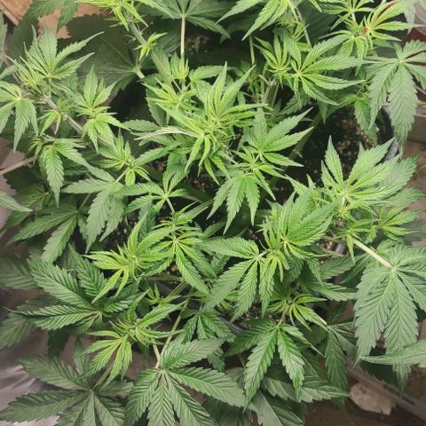 Caramellow Kush Automatic growlog timeline photo