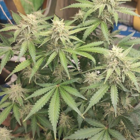 Sherbet Queen  textile 1 growlog timeline photo