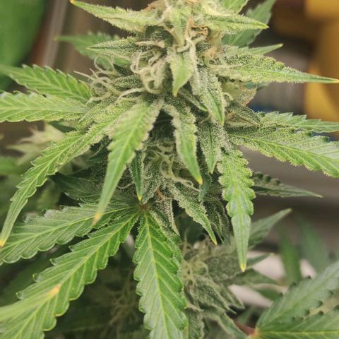 Sherbet Queen  textile 1 growlog timeline photo