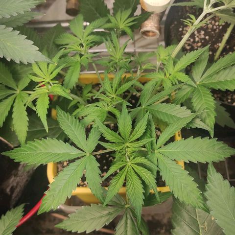 Northern Light Automatic growlog timeline photo