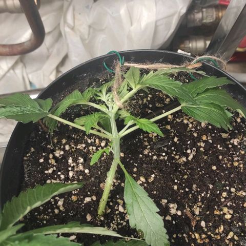 Lemon Haze Auto growlog timeline photo