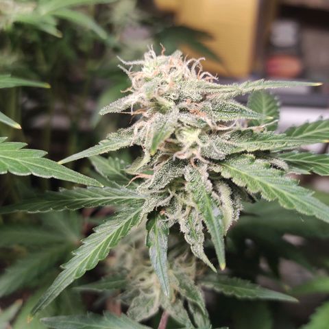 Sherbet Queen  textile 1 growlog timeline photo