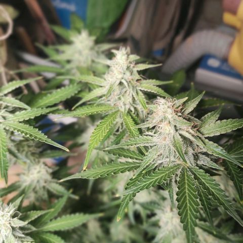Sherbet Queen  textile 1 growlog timeline photo