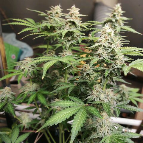 Sherbet Queen  textile 1 growlog timeline photo