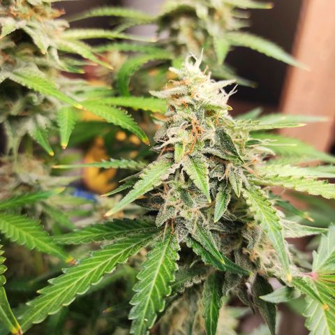 Sherbet Queen  textile 1 growlog timeline photo