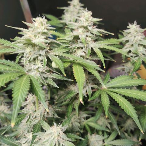 Sherbet Queen  textile 1 growlog timeline photo