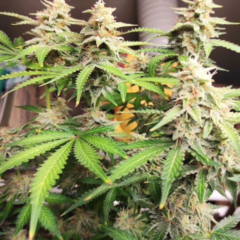 Sherbet Queen  textile 1 growlog timeline photo