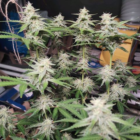 Sherbet Queen  textile 1 growlog timeline photo