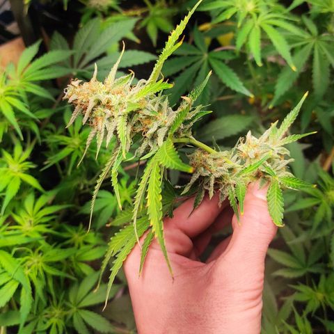 Sherbet Queen  textile 1 growlog photo: Récolte de certaines têtes 
