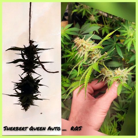 Sherbet Queen  textile 1 growlog photo: Récolte de certaines têtes 